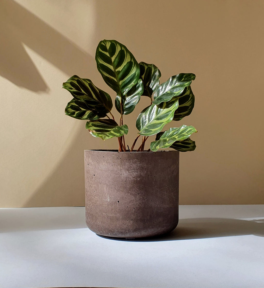 Gebog kaspók - 4 méret