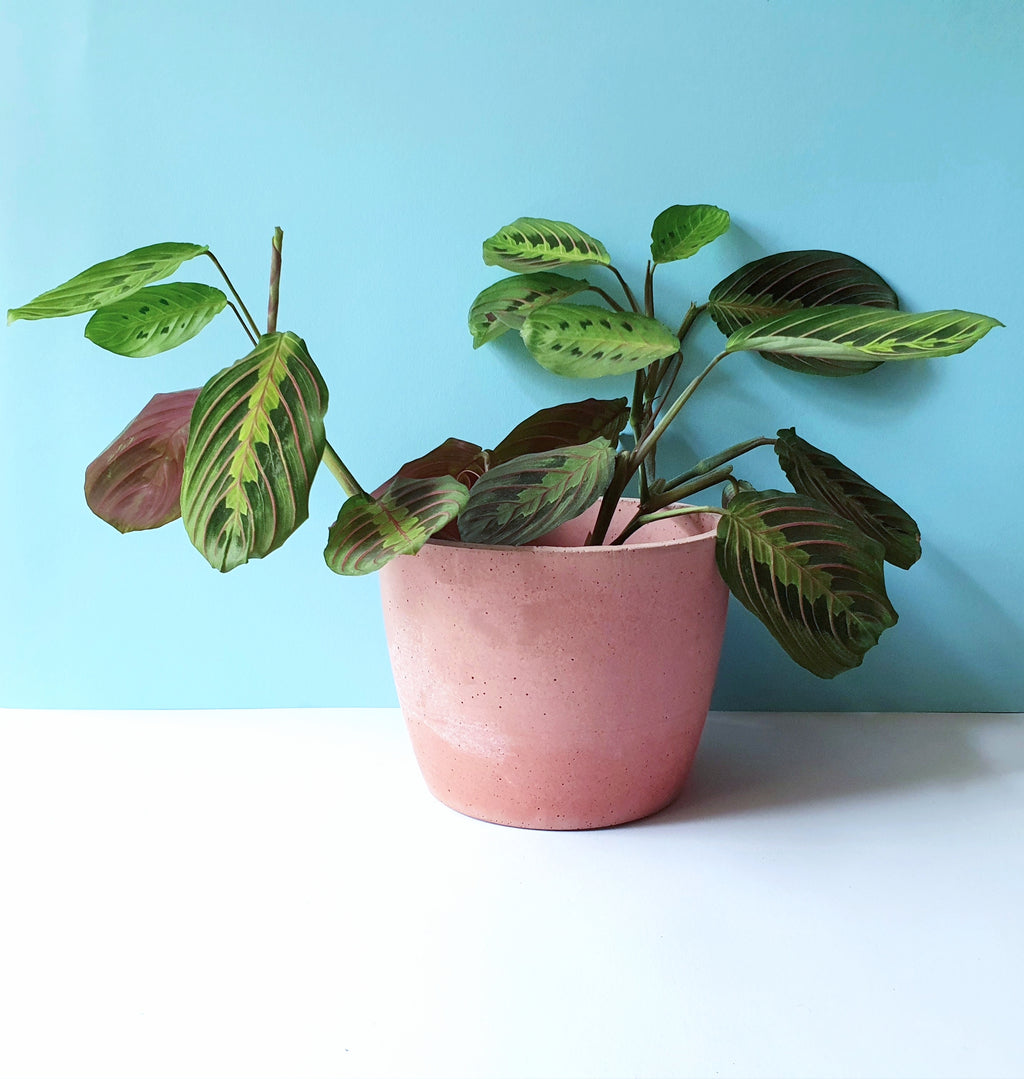 Rund kaspók - 2 méret