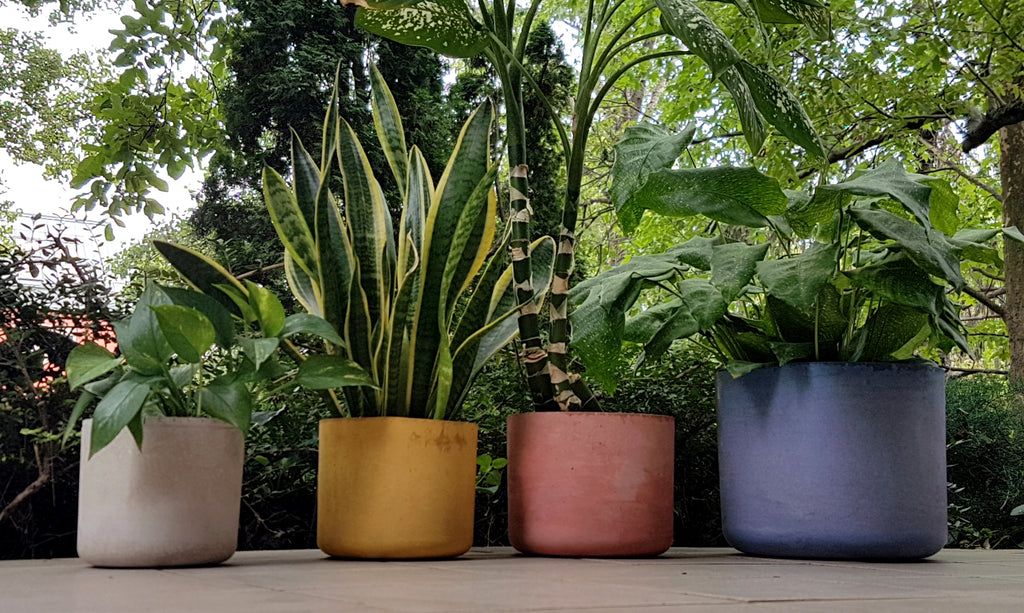 Gebog kaspók - 4 méret