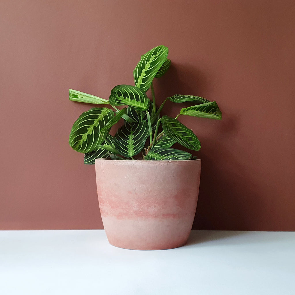 Rund kaspók - 2 méret