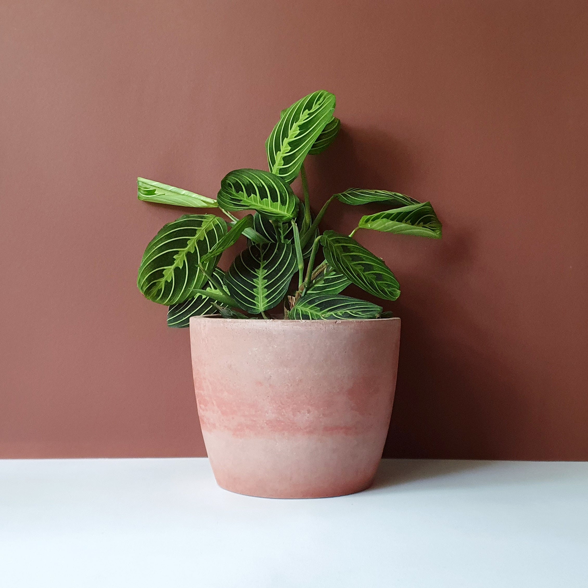 Rund kaspók - 2 méret