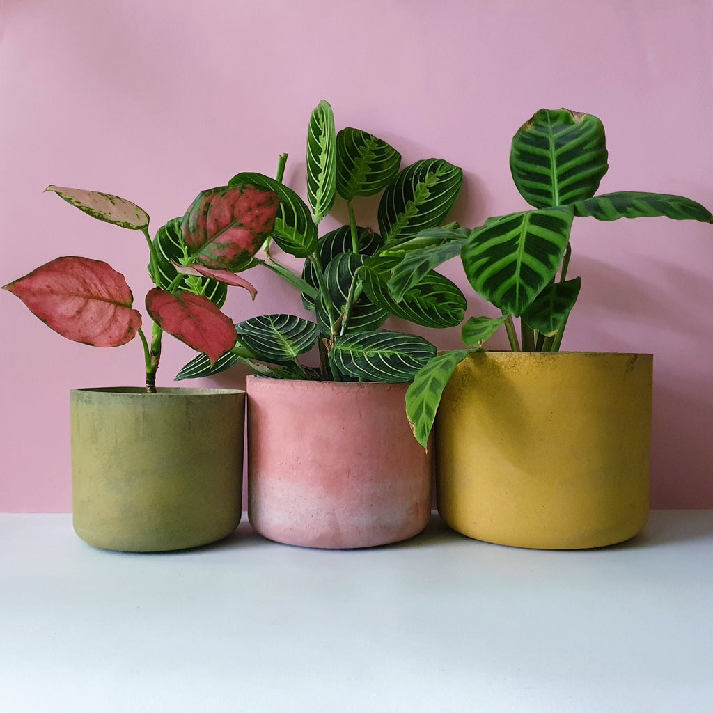 Gebog kaspók - 4 méret