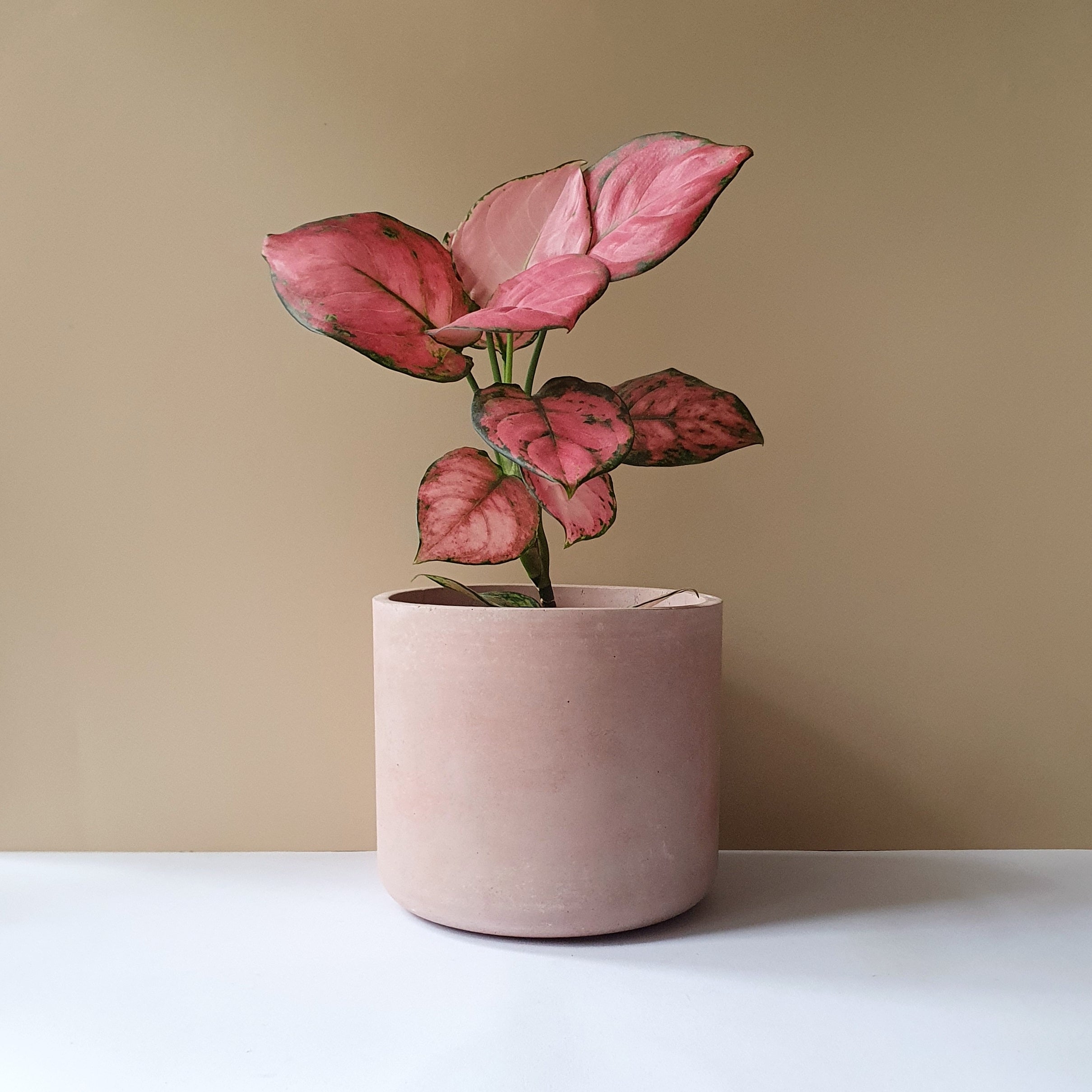 Gebog kaspók - 4 méret