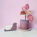 Paloma névjegykártyatartó