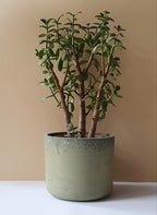 Gebog kaspók - 4 méret