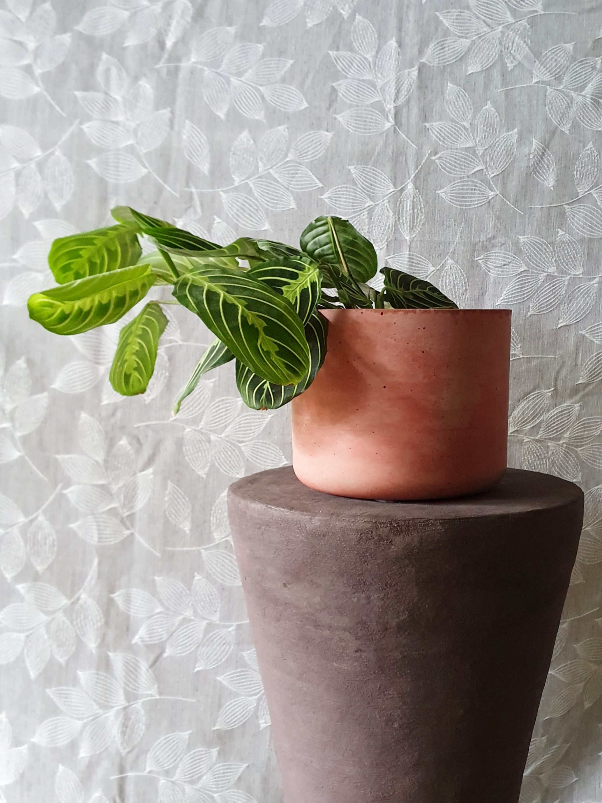 Gebog kaspók - 4 méret